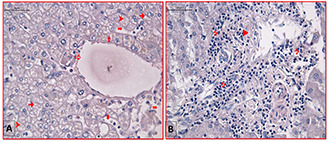 Fig. 8