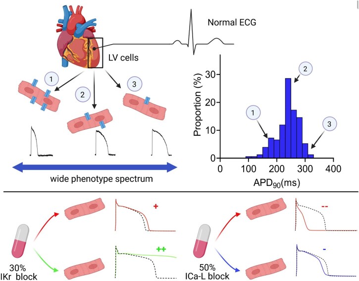 Graphical Abstract