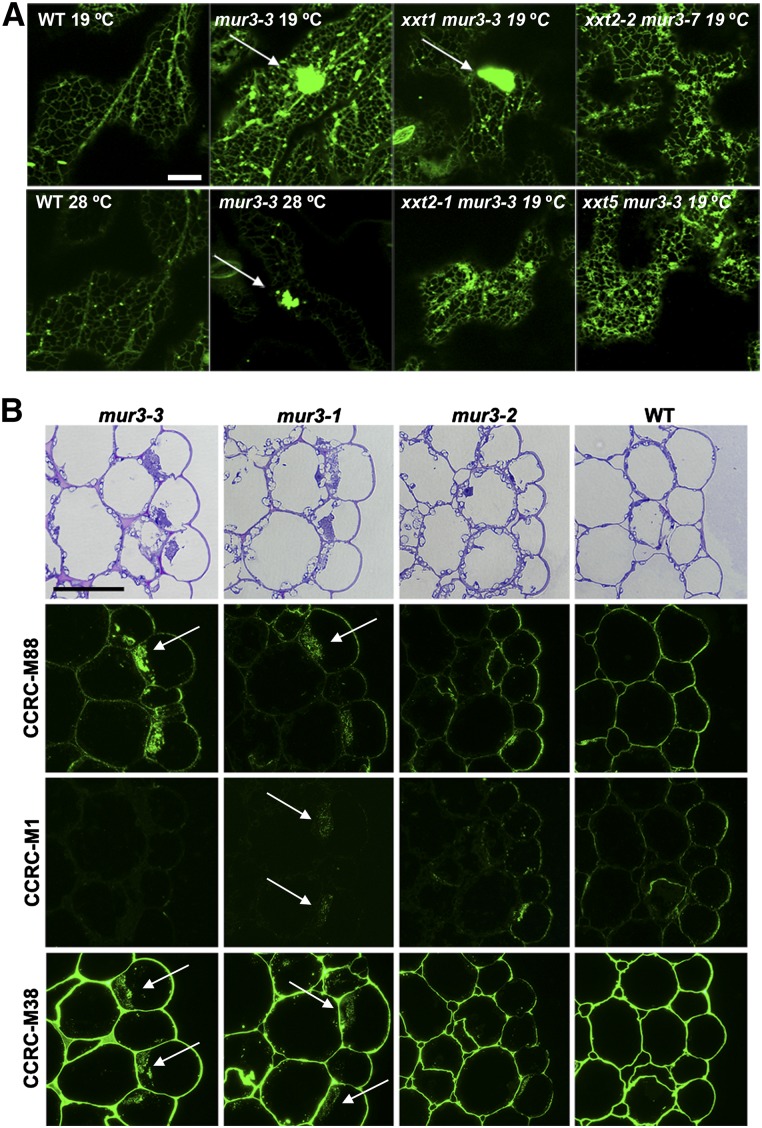 Figure 6.