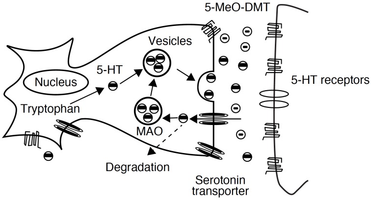 Fig. (6)