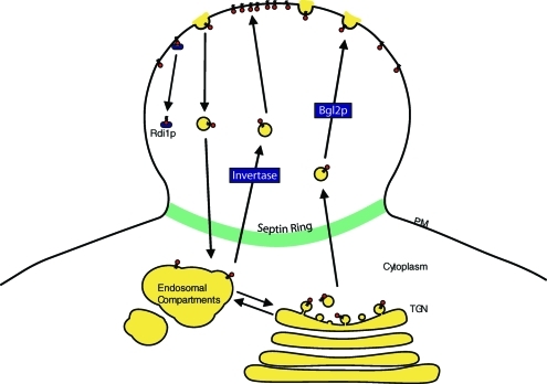 FIGURE 7: