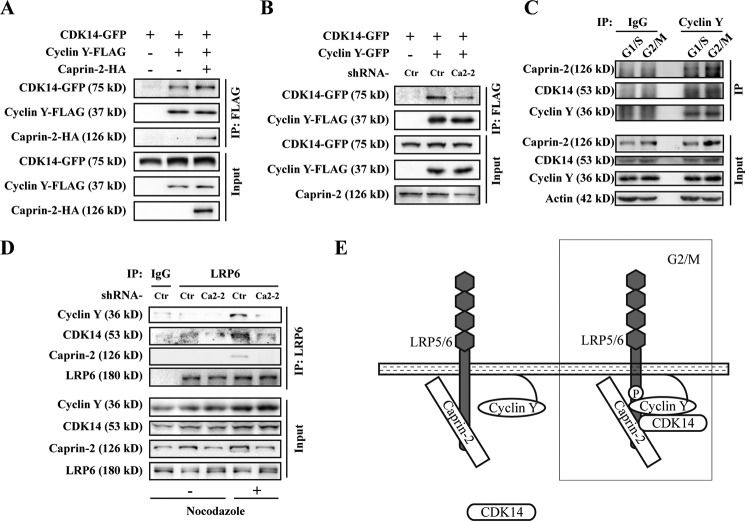 FIGURE 4.