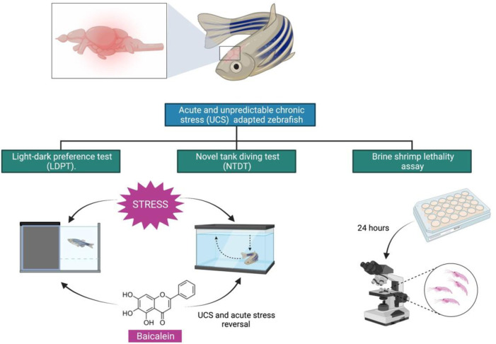 graphic file with name FPHAR_fphar-2022-990799_wc_abs.jpg