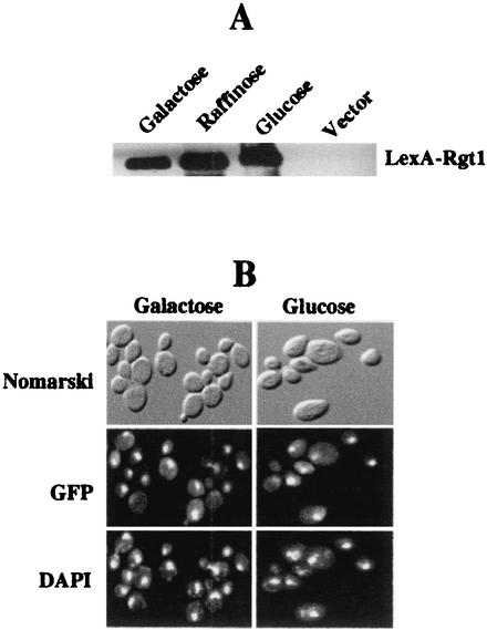 FIG. 7.