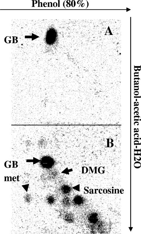 FIG. 5.