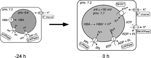 Fig. 7