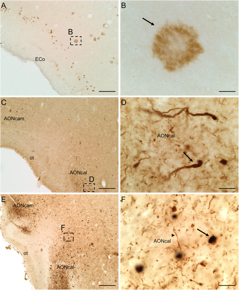 Fig. 10