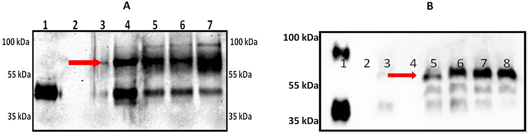 Fig. 1: