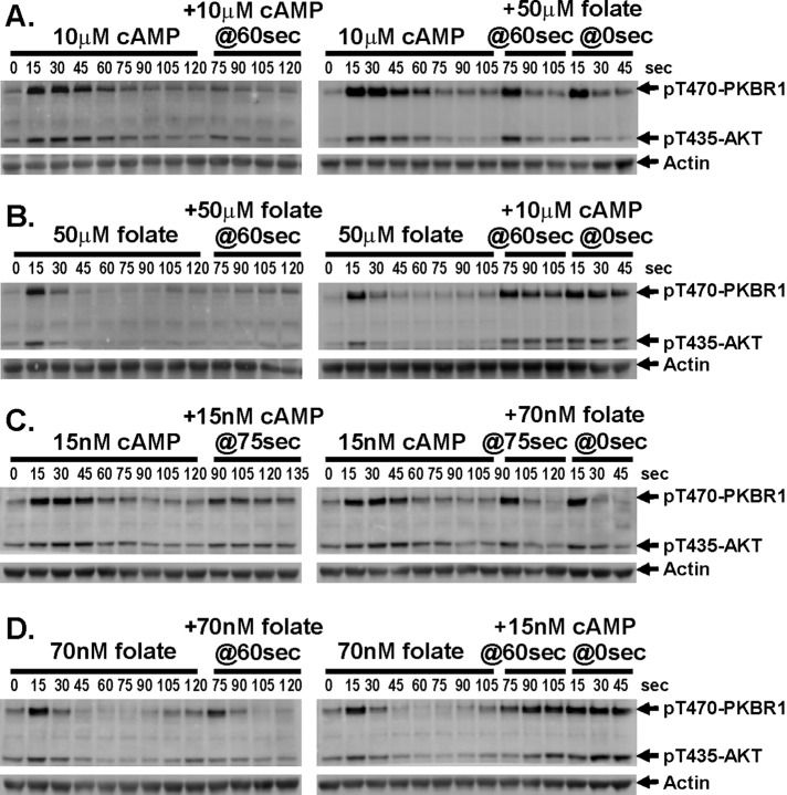 FIGURE 4: