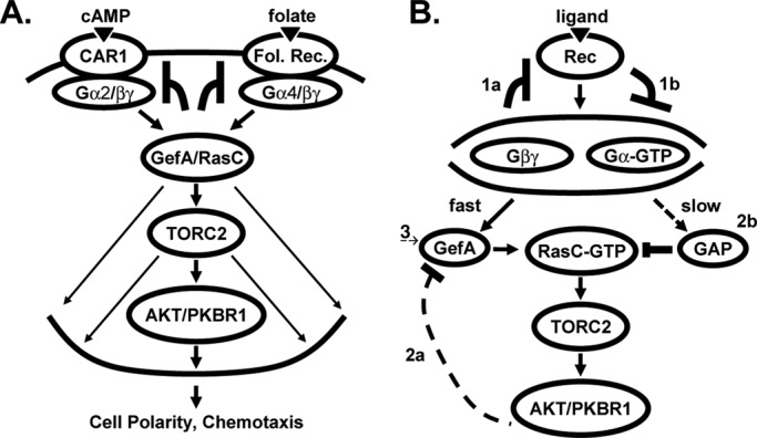 FIGURE 9: