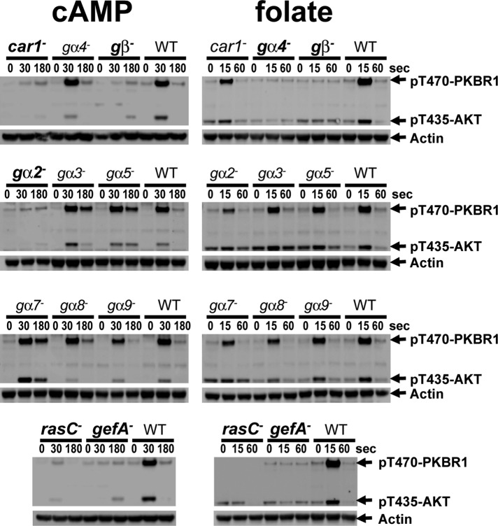 FIGURE 5: