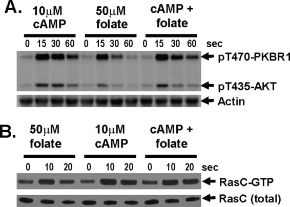 FIGURE 7: