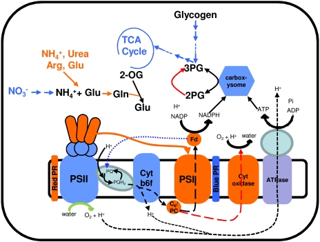 Figure 7.