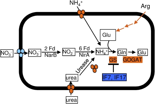 Figure 5.