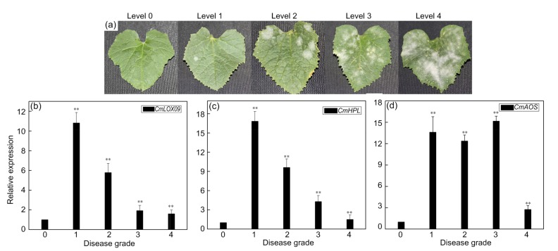 Fig. 5