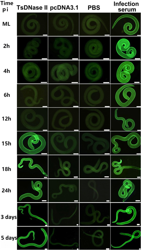 Figure 5