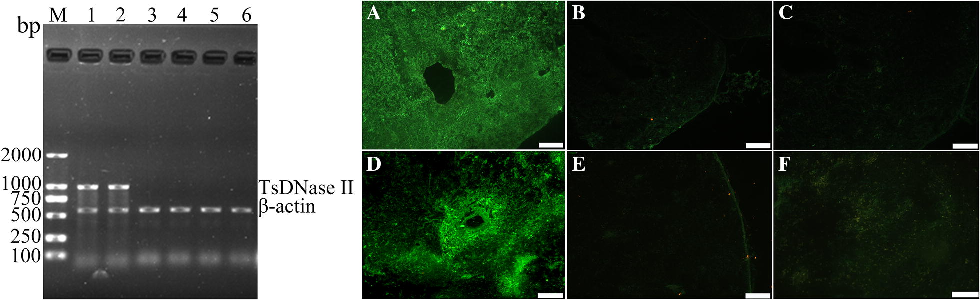 Figure 2