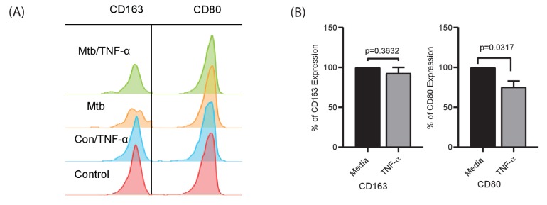 Figure 5—figure supplement 3.