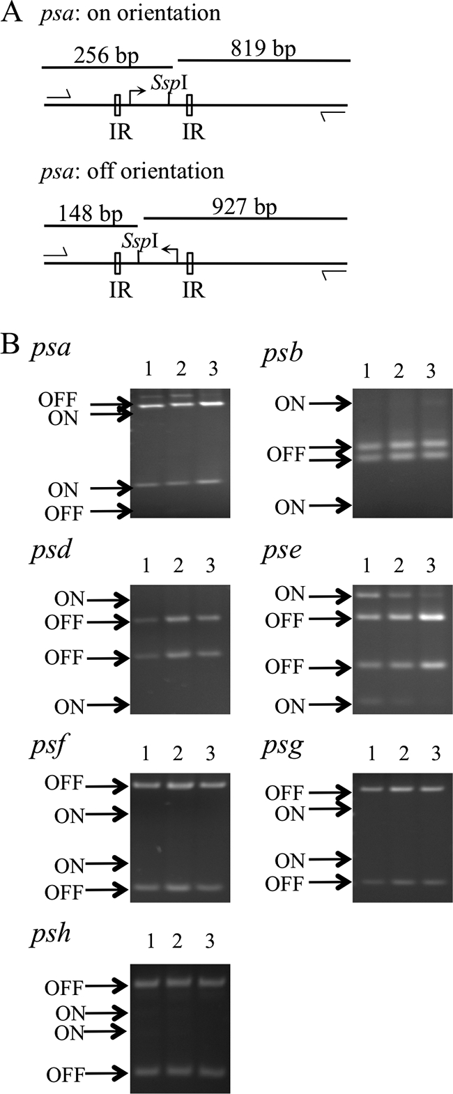 FIG. 1.