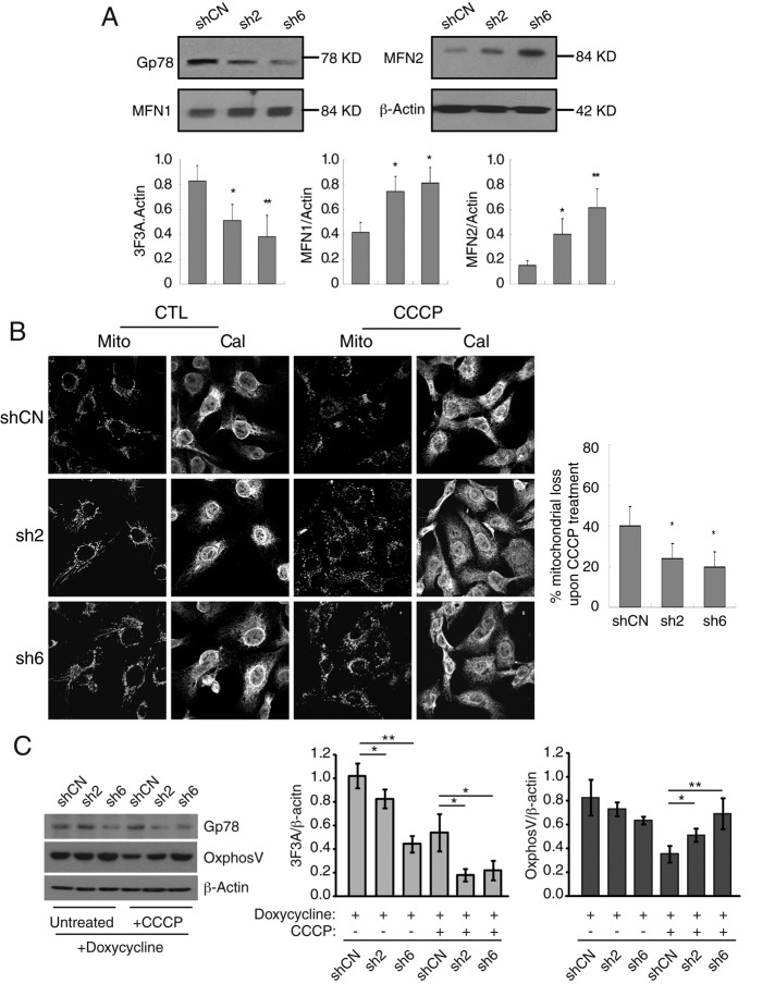 FIGURE 4: