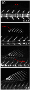 Fig. 19