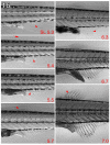 Fig. 16