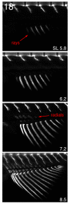 Fig. 18