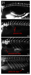 Fig. 21