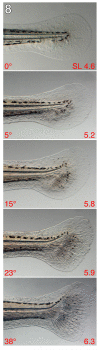 Fig. 8