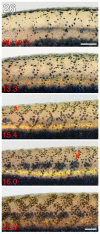 Fig. 26
