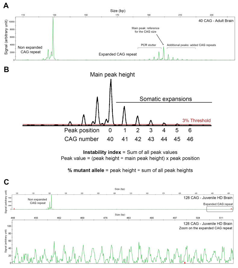 Figure 1—figure supplement 1.