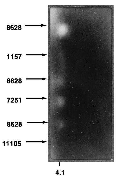 FIG. 3