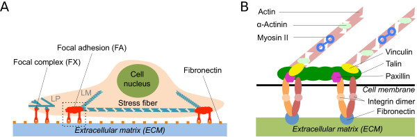 A kinetic model for RNA-interference of focal adhesions - PMC