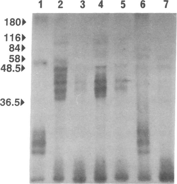 graphic file with name pnas01057-0102-g.jpg