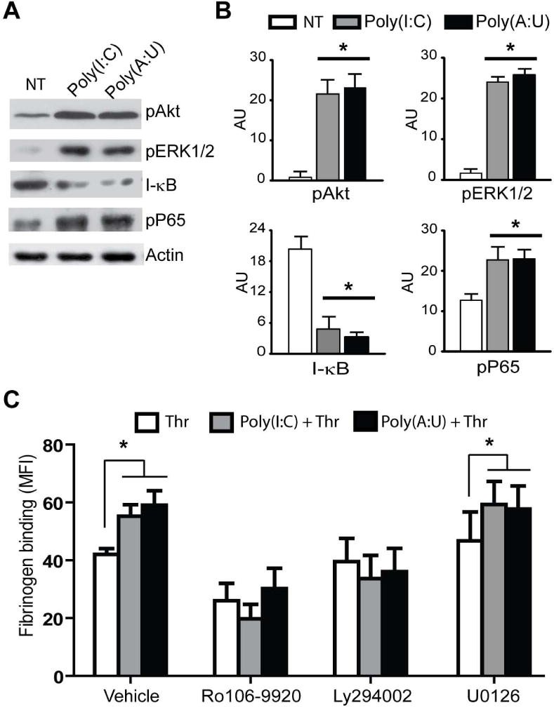 Fig. 6