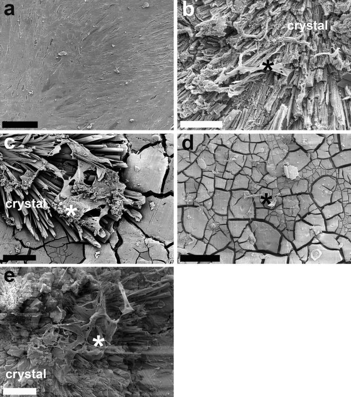 Fig. 6