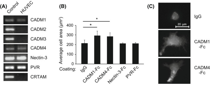 FIGURE 4