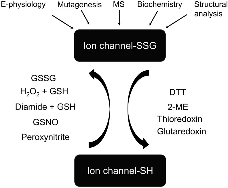 FIG. 2.