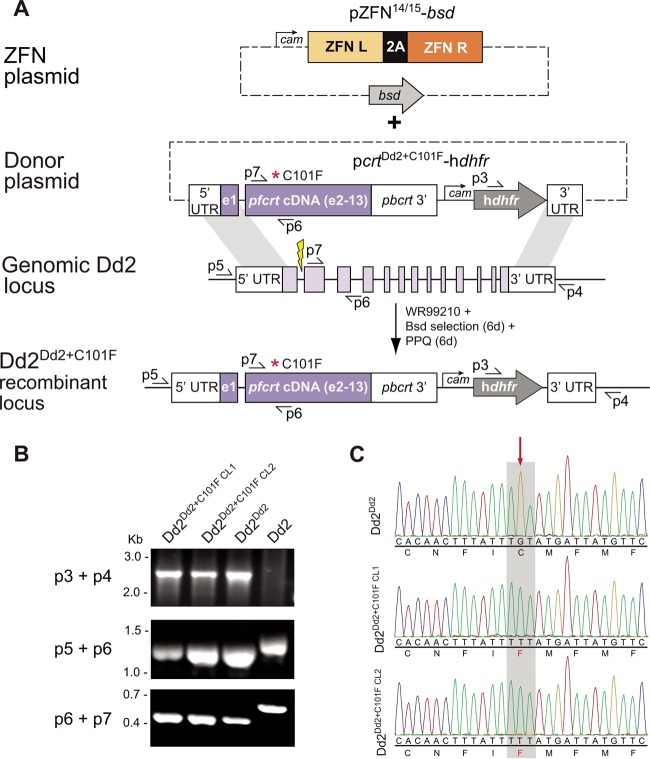 FIG 1 