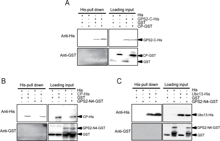 Figure 5—figure supplement 4.