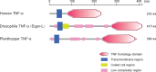 Figure 4—figure supplement 3.