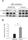 Figure 6—figure supplement 1.