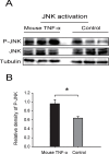 Figure 5—figure supplement 1.