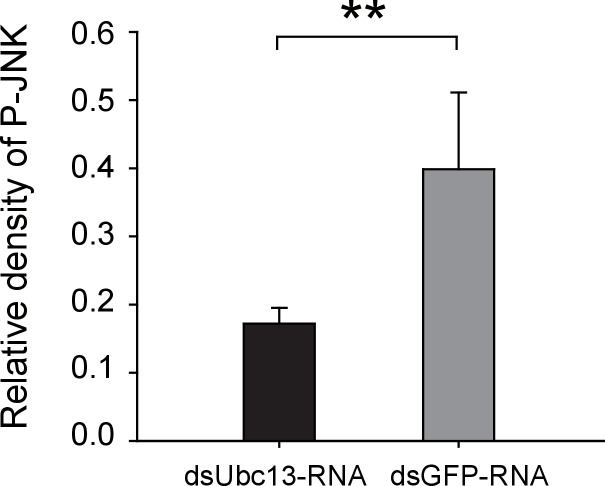 Figure 5—figure supplement 2.