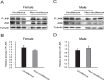 Figure 4—figure supplement 2.