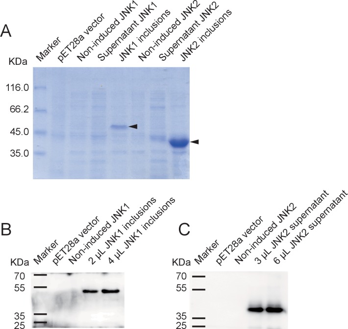 Figure 3—figure supplement 2.