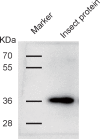 Figure 2—figure supplement 1.