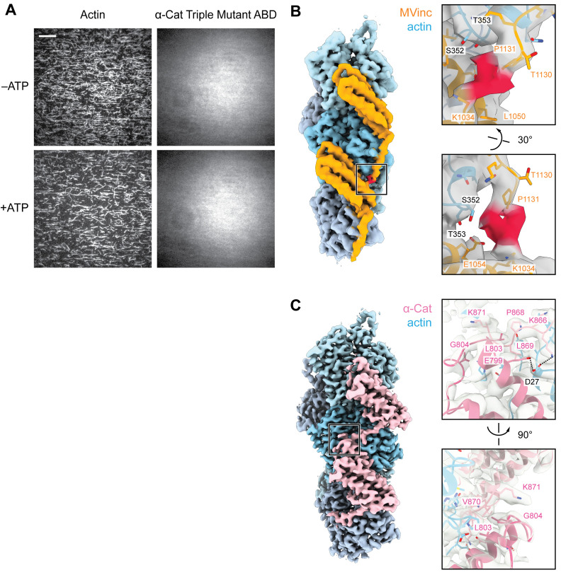 Figure 5—figure supplement 1.