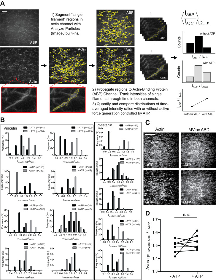 Figure 2—figure supplement 1.