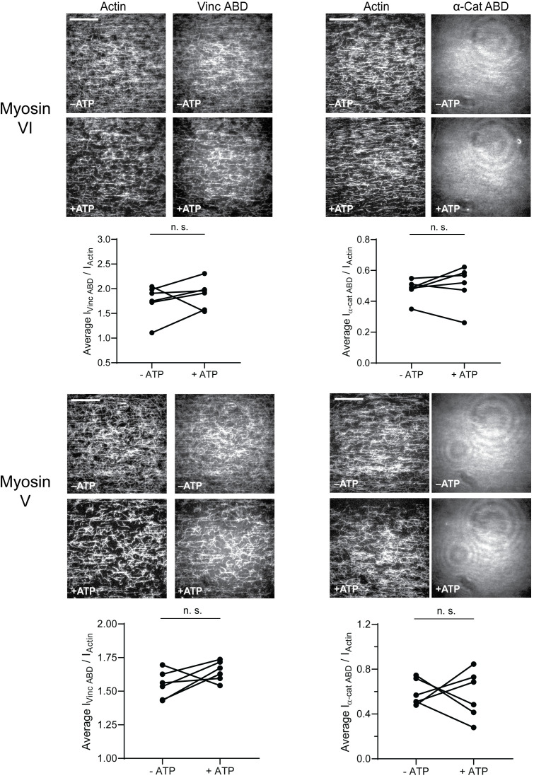 Figure 2—figure supplement 2.